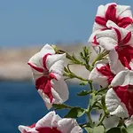 Lorena *